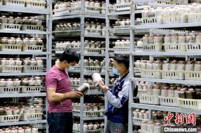 新疆洛浦菌菇成長記 滅菌方柜的科技力量